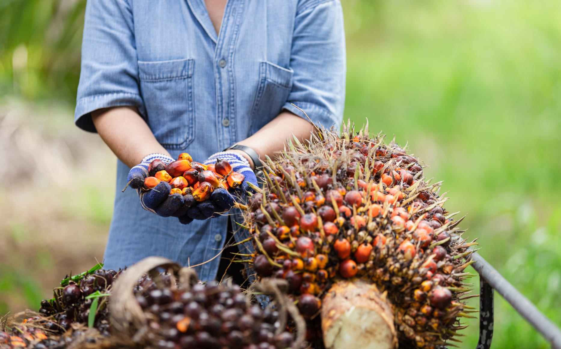 Pahami Alur dan Flow Proses Pabrik Kelapa Sawit di Sini!